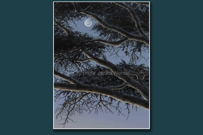 The crescent moon shines through acacia branches