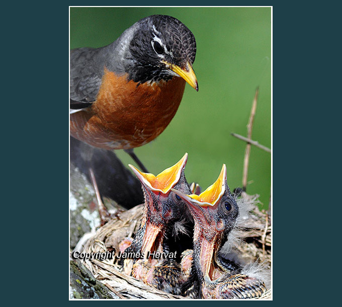 Photo of robin mother and family
